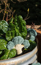 Load image into Gallery viewer, Nana Hutchy - Bo Broccoli - The Green Friend