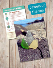 Load image into Gallery viewer, Gumnut Trails - 22 Beach Adventures for Coastal Explorers
