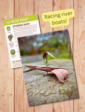 Load image into Gallery viewer, Gumnut Trails - 22 Bush Adventures for Nature Explorers
